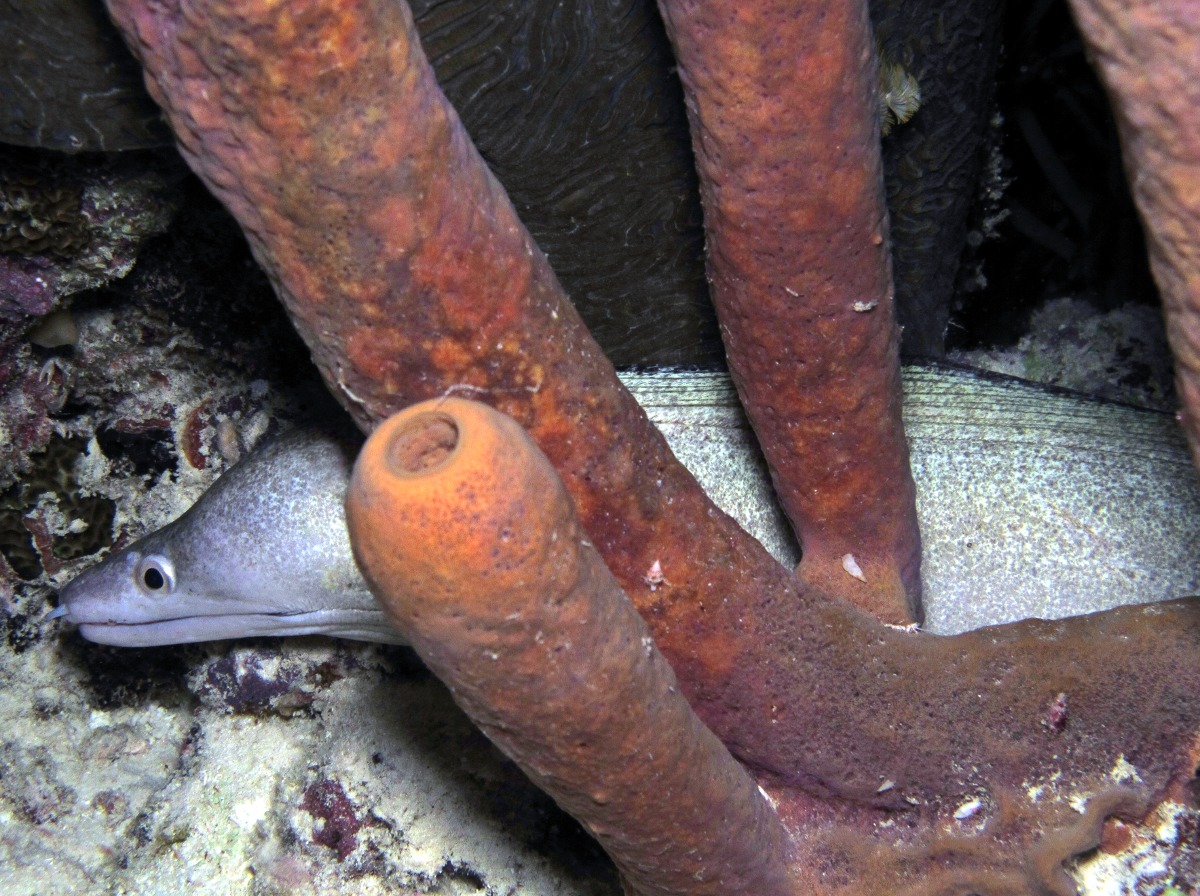 Purplemouth Moray Eel - Gymnothorax vicinus