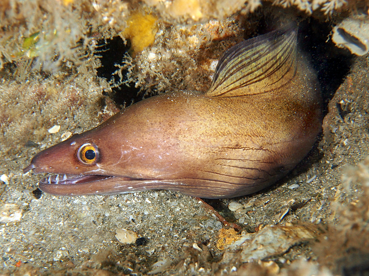 Purplemouth Moray Eel - Gymnothorax vicinus