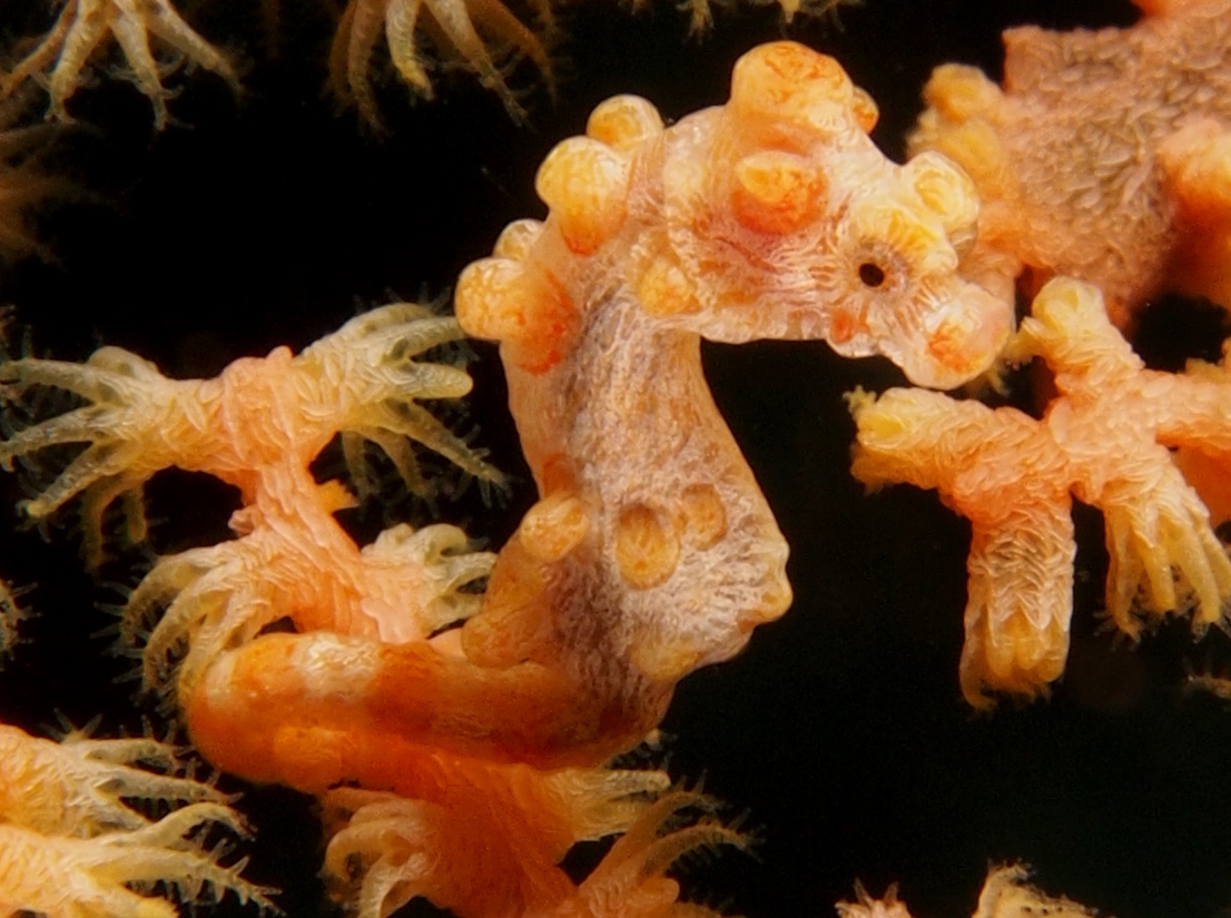 Pygmy Seahorse - Hippocampus bargibanti