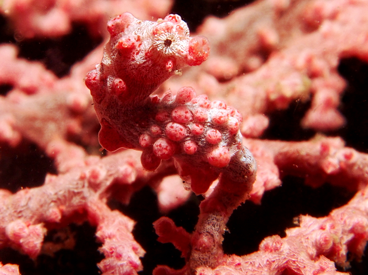 Pygmy Seahorse - Hippocampus bargibanti