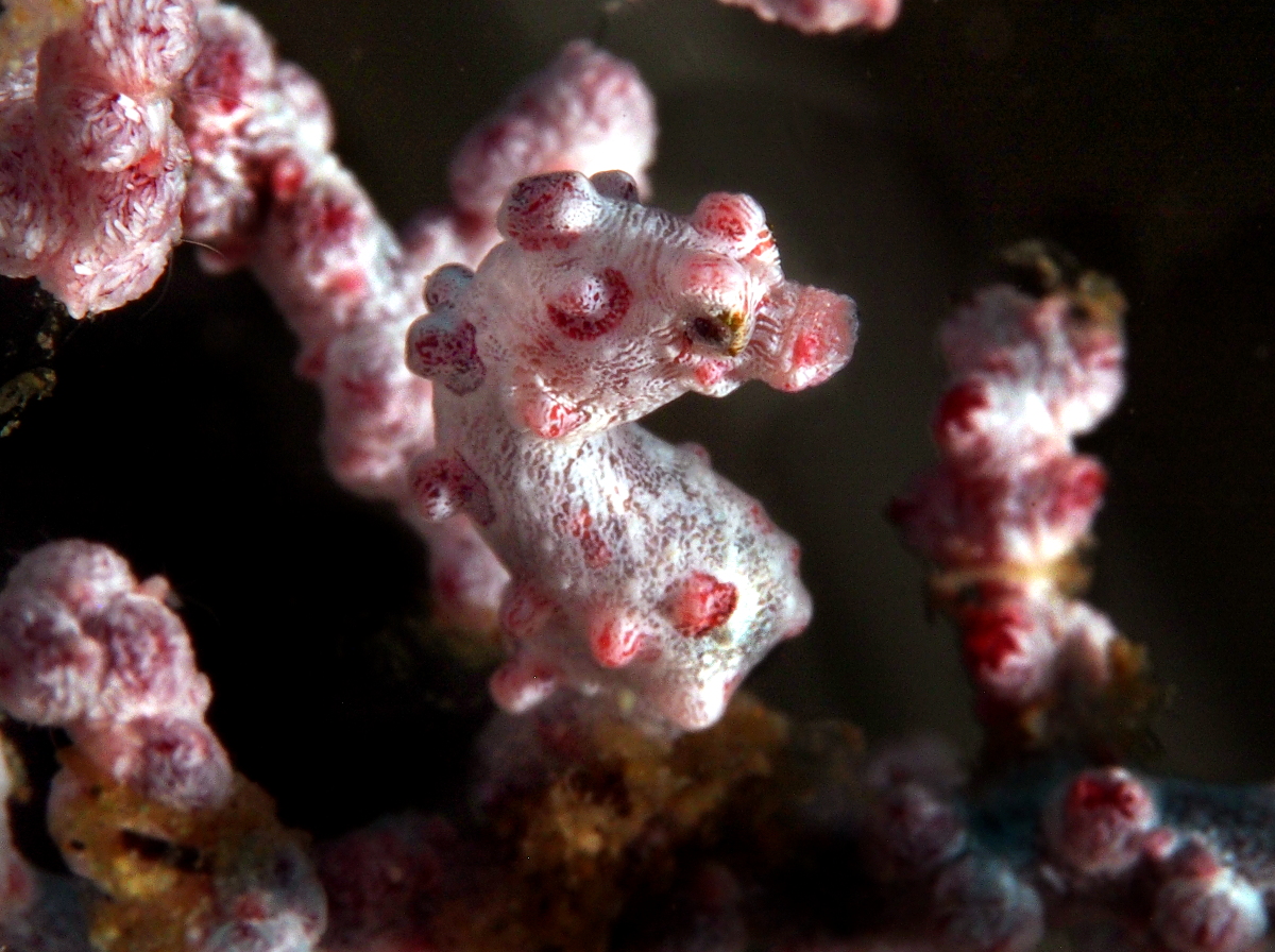 Pygmy Seahorse - Hippocampus bargibanti