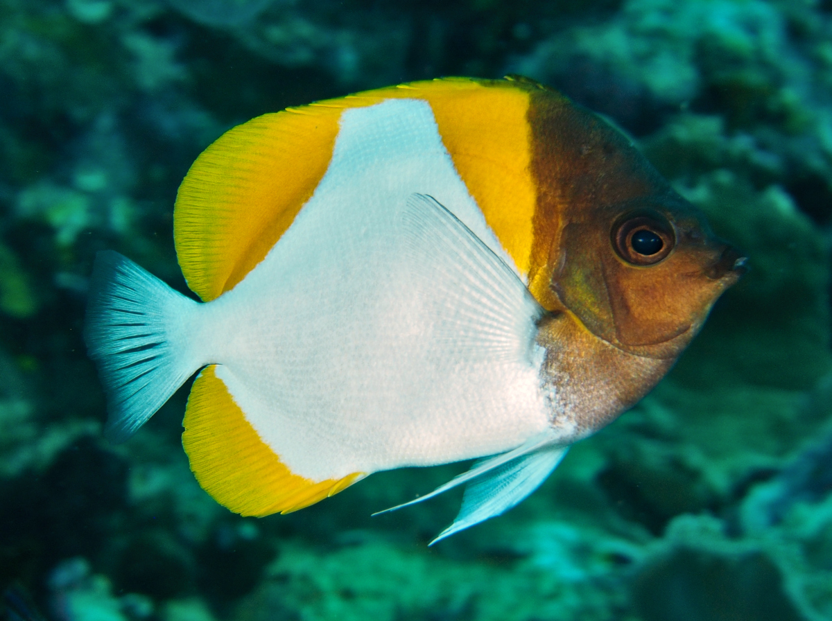 Pyramid Butterflyfish - Hemitaurichthys polylepis