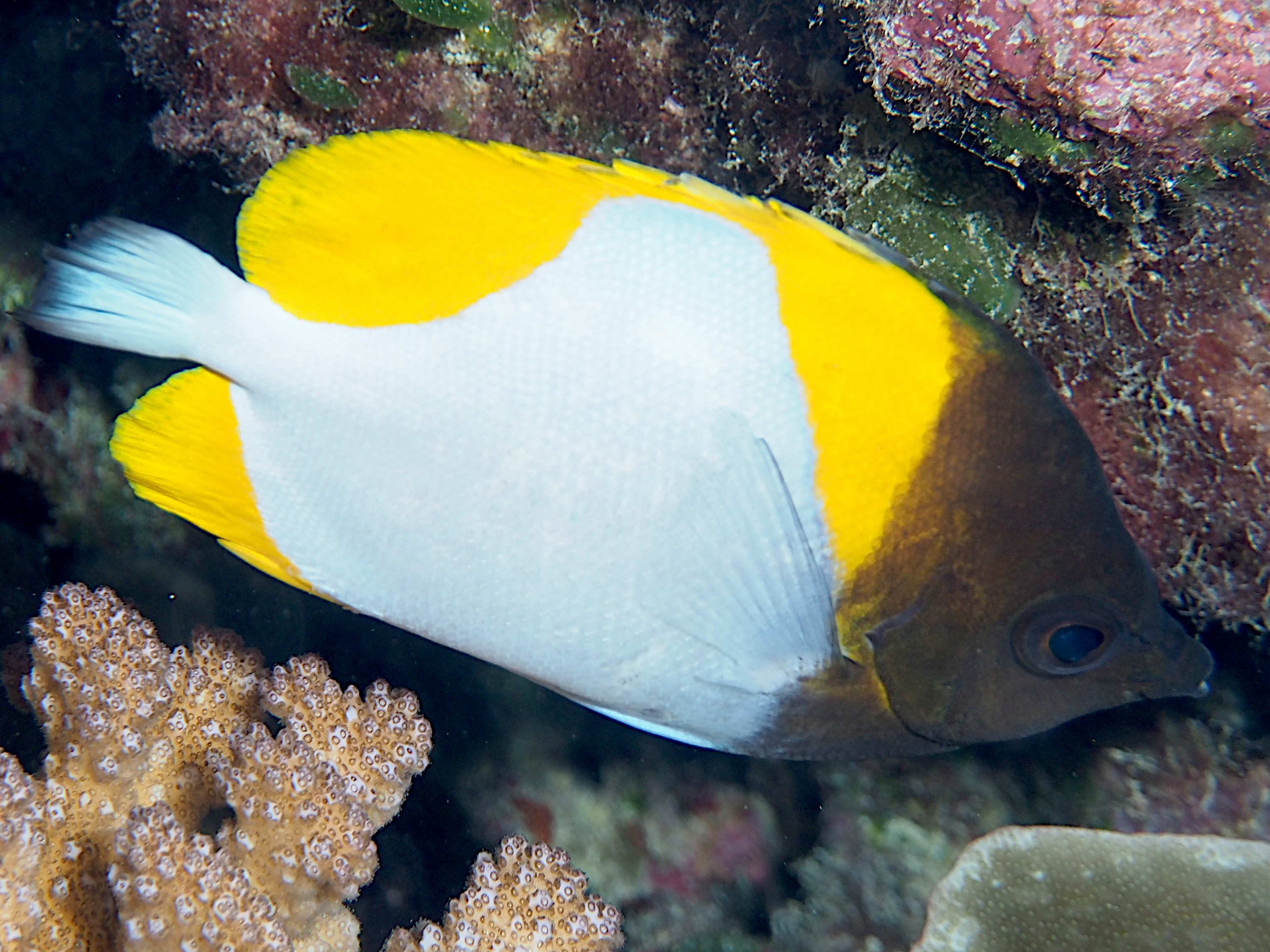 Pyramid Butterflyfish - Hemitaurichthys polylepis
