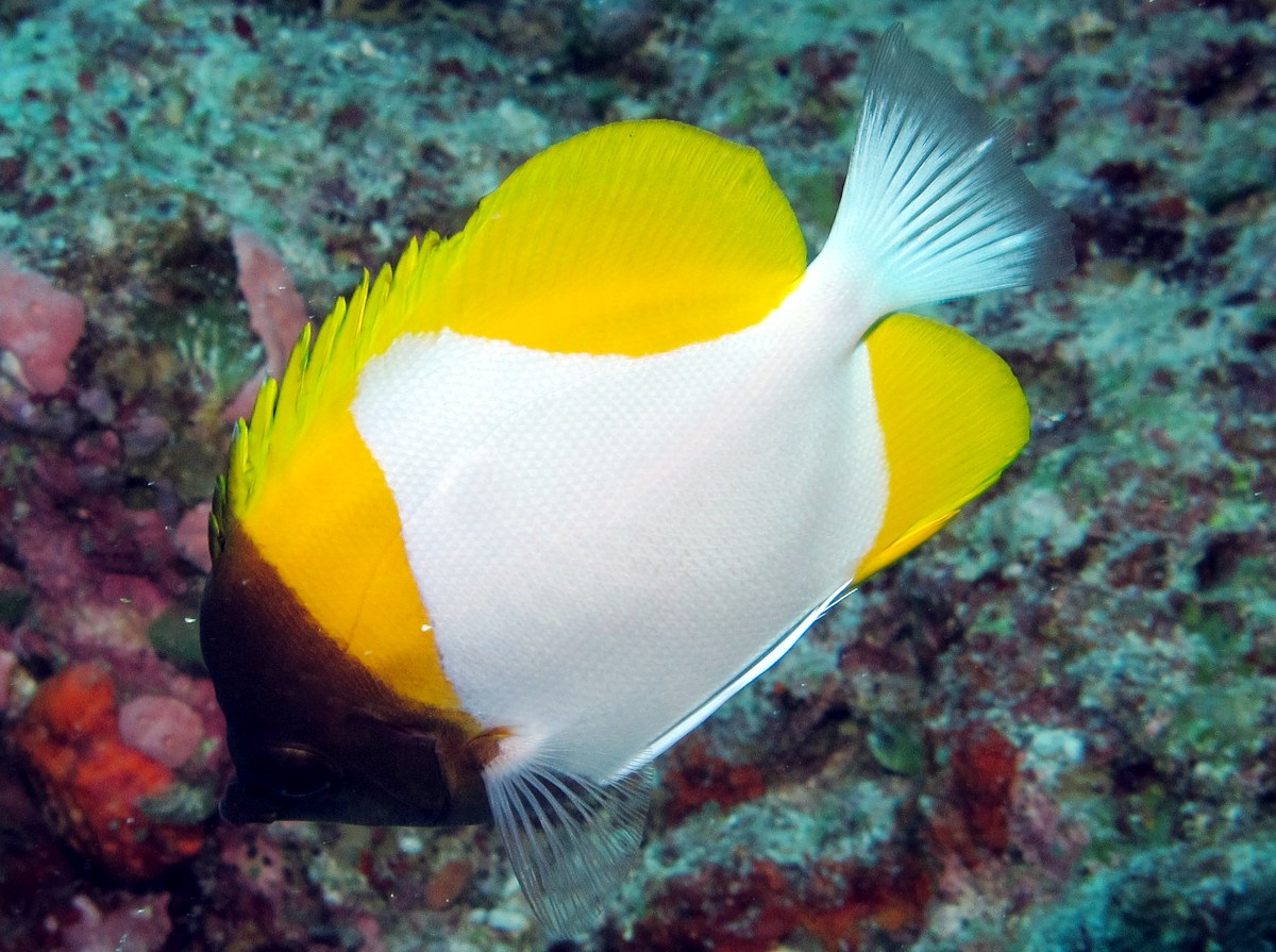 Pyramid Butterflyfish - Hemitaurichthys polylepis