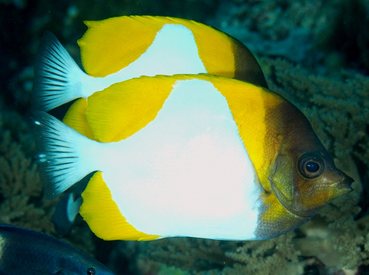 Pyramid Butterflyfish - Hemitaurichthys polylepis