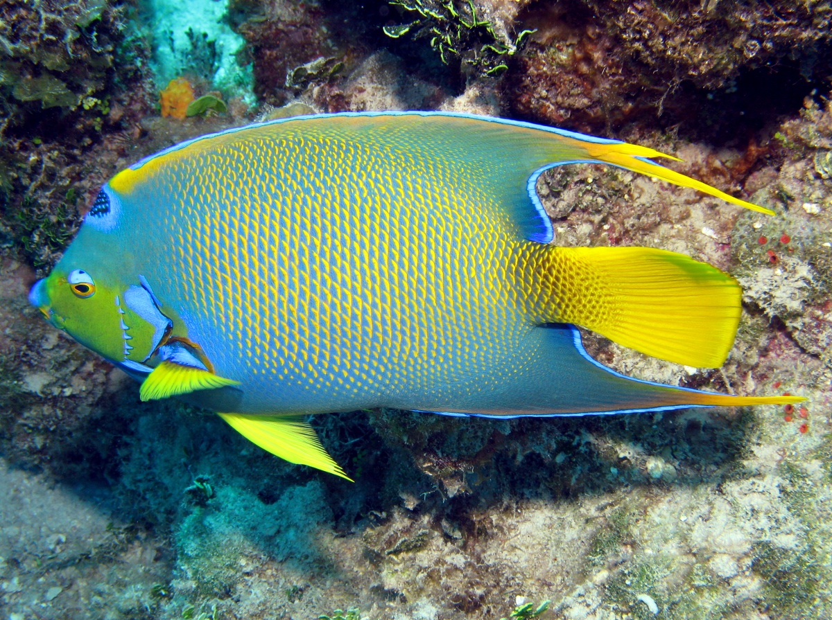 Queen Angelfish - Holacanthus ciliaris