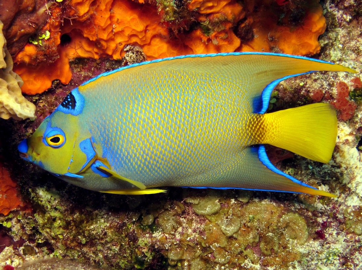 Queen Angelfish - Holacanthus ciliaris