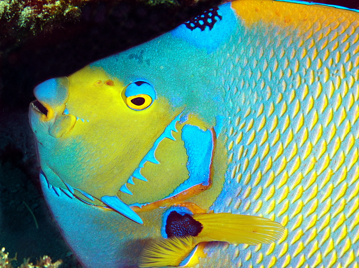 Queen Angelfish - Holacanthus ciliaris
