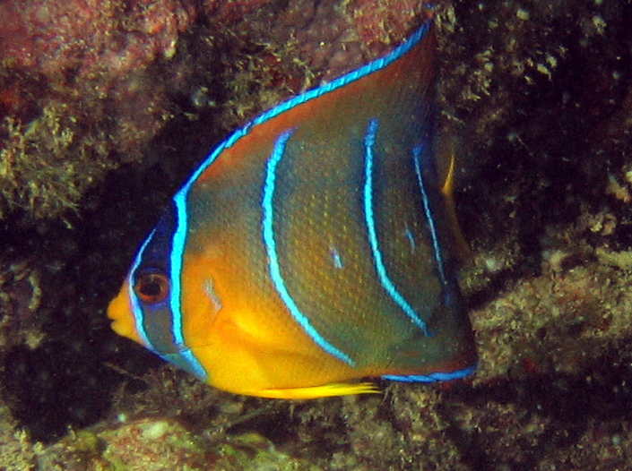 Queen Angelfish - Holacanthus ciliaris