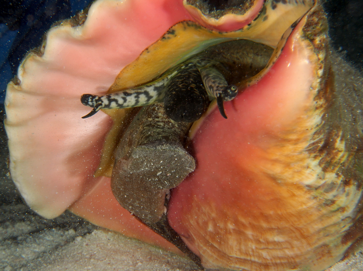 Queen Conch - Strombus gigas
