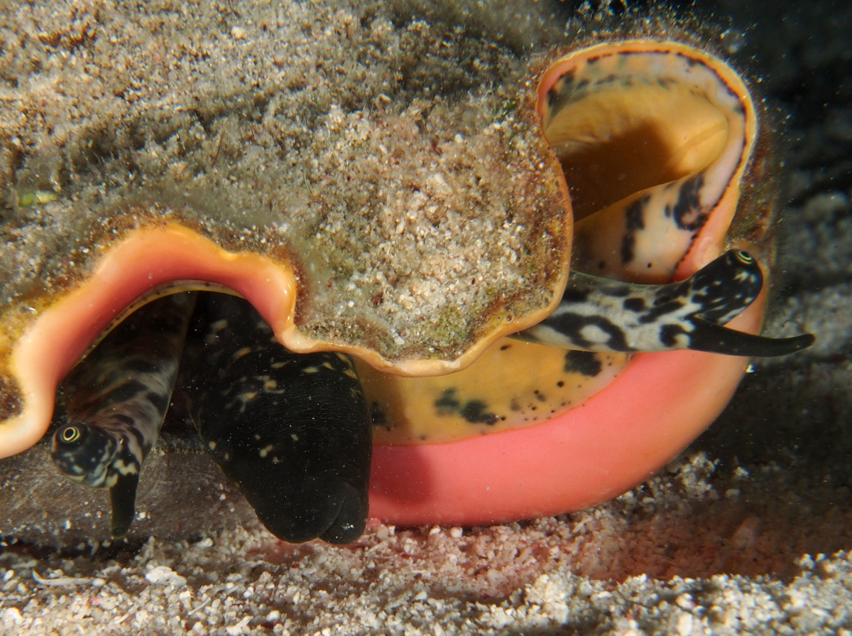 Queen Conch - Strombus gigas