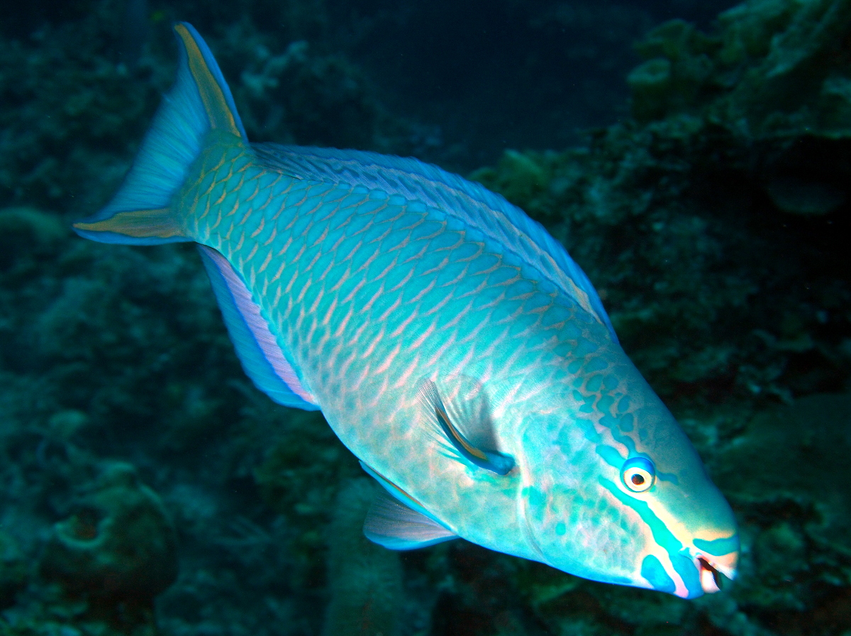 Queen Parrotfish - Scarus vetula