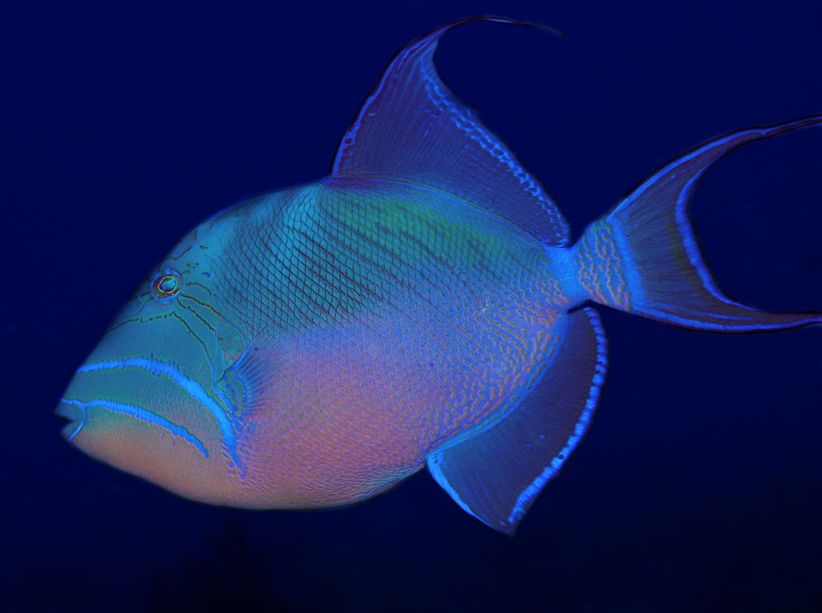 Queen Triggerfish - Balistes vetula