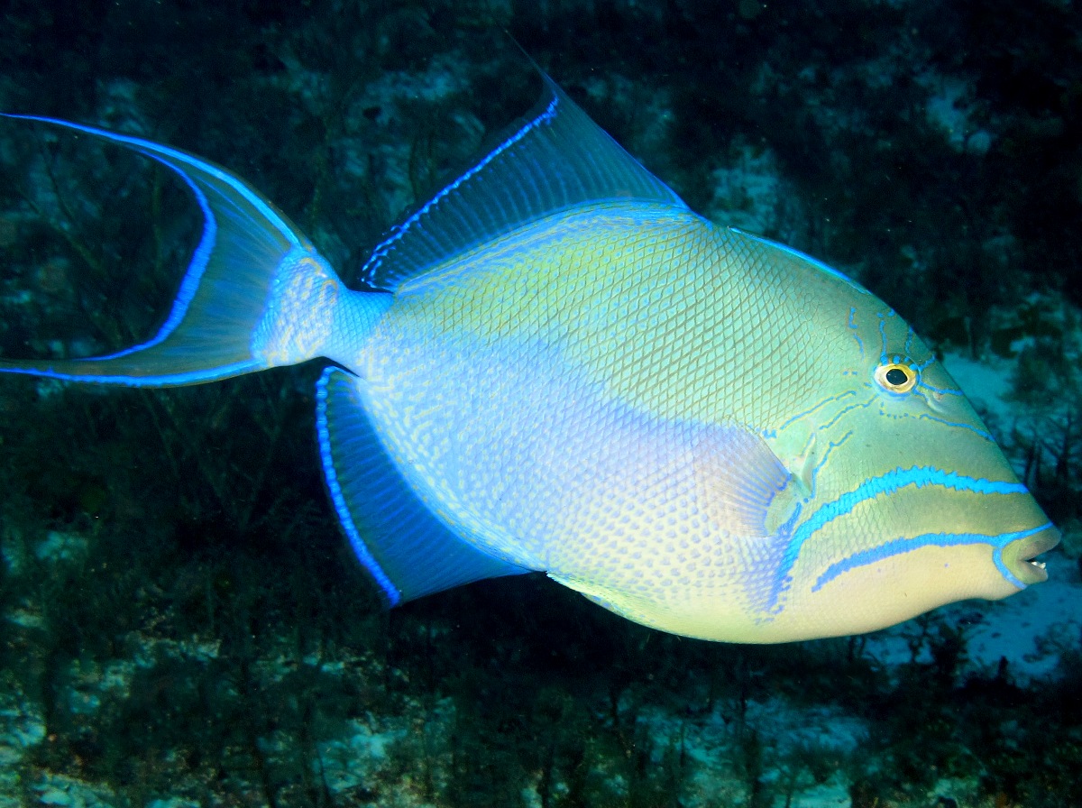 Queen Triggerfish - Balistes vetula