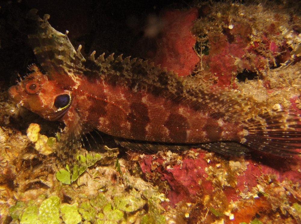 Quillfin Blenny - Labrisomus filamentosus - Roatan, Honduras