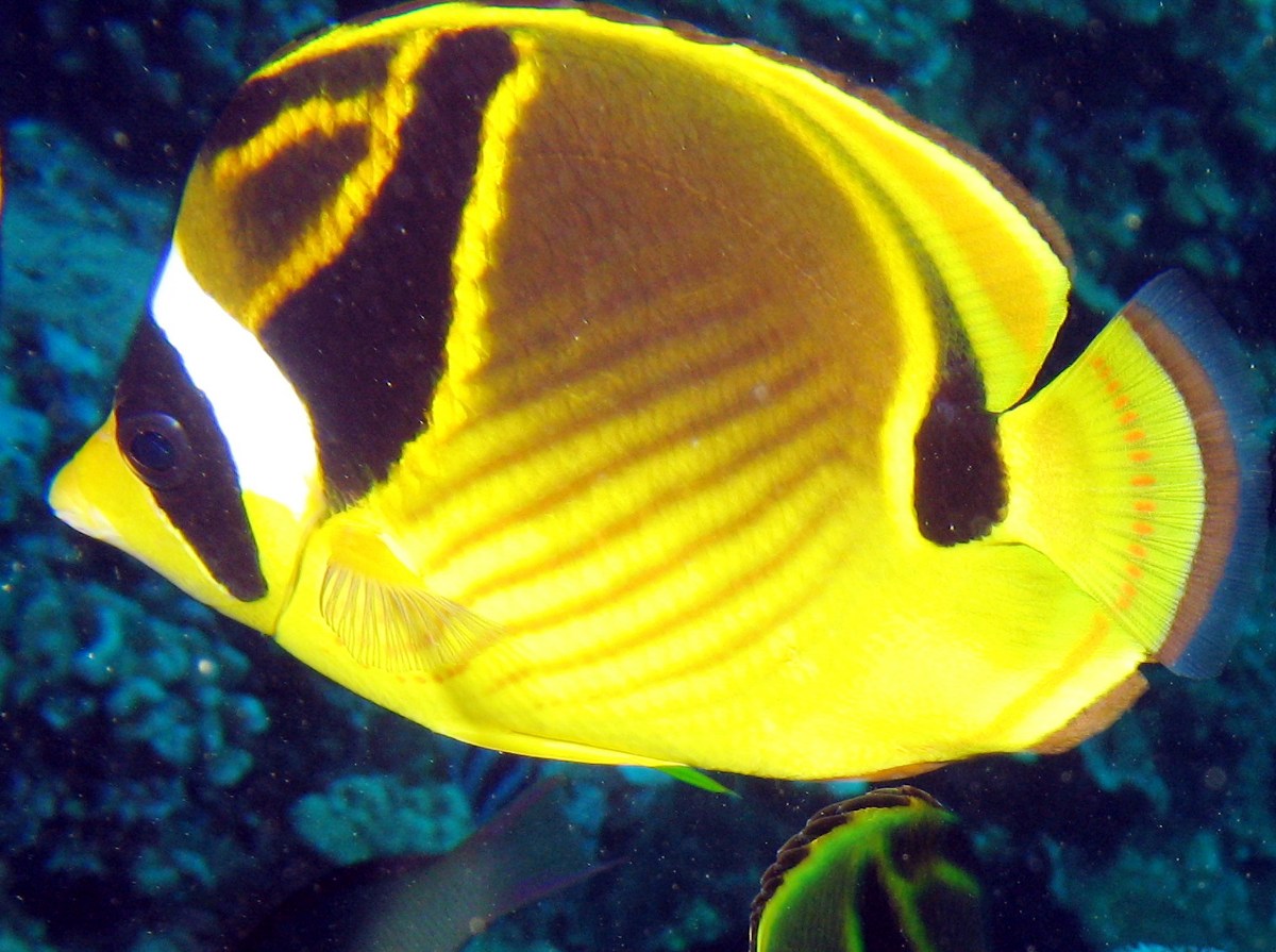 Raccoon Butterflyfish - Chaetodon lunula
