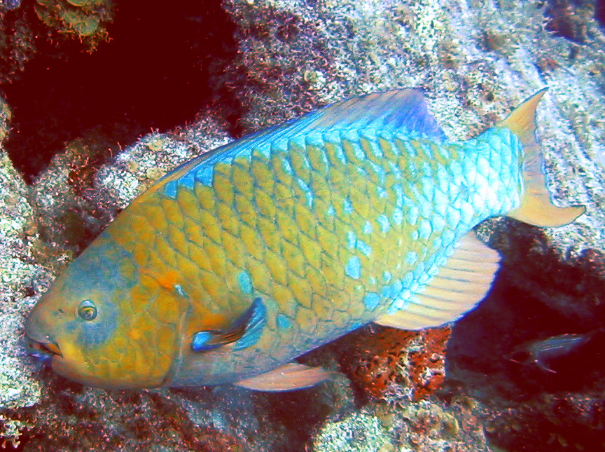 Rainbow Parrotfish - Scarus guacamaia