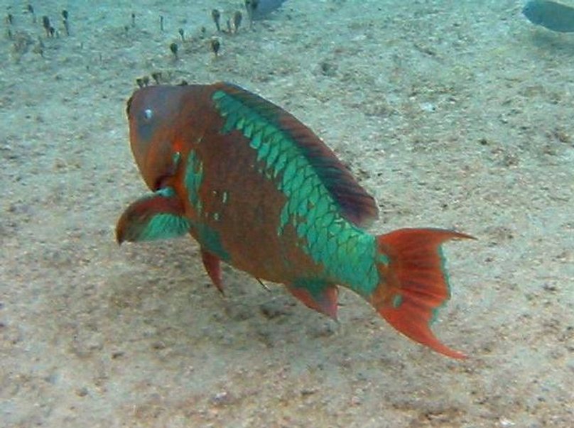 Rainbow Parrotfish - Scarus guacamaia