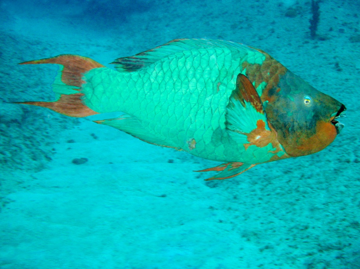 Rainbow Parrotfish - Scarus guacamaia