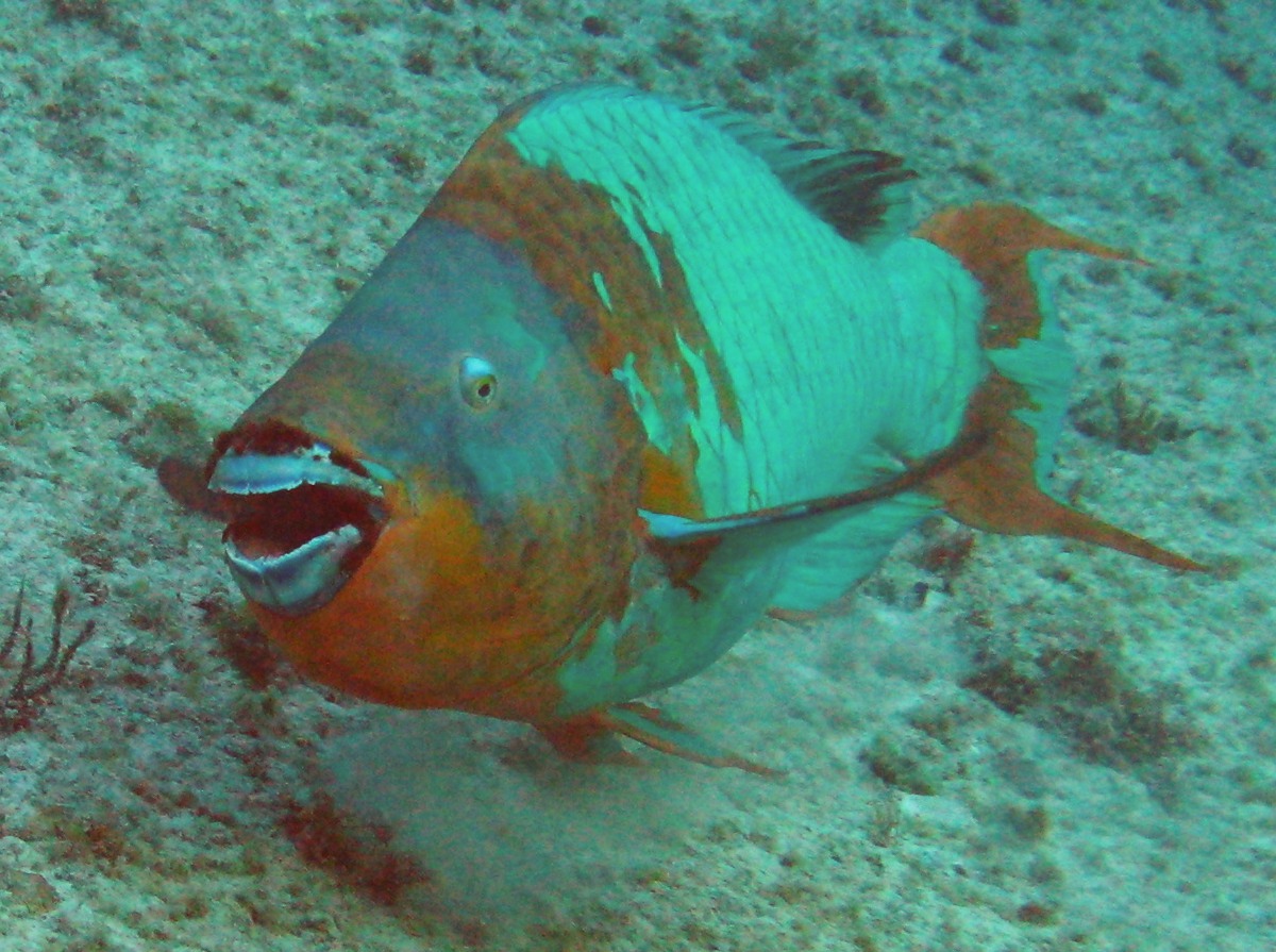 Rainbow Parrotfish - Scarus guacamaia