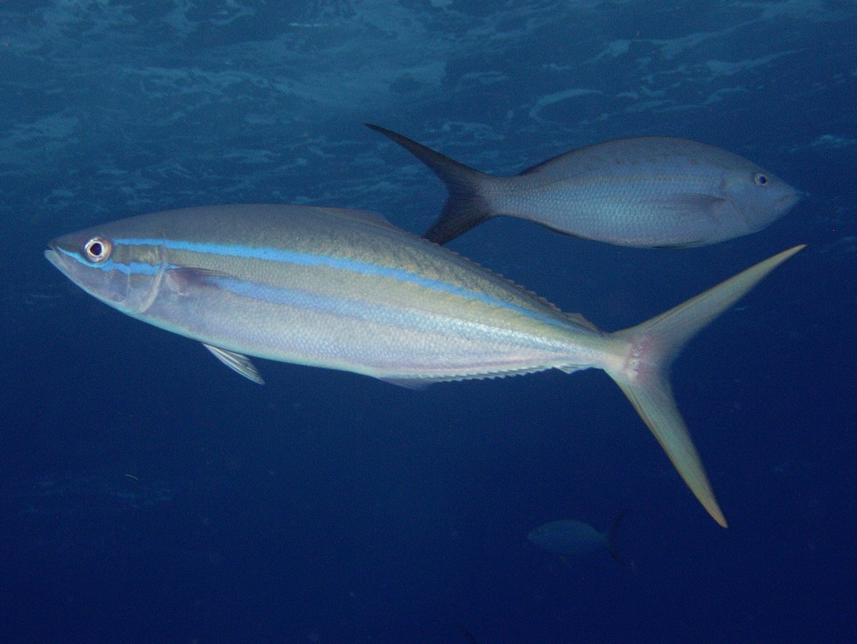 Rainbow Runner - Elagatis bipinnulata