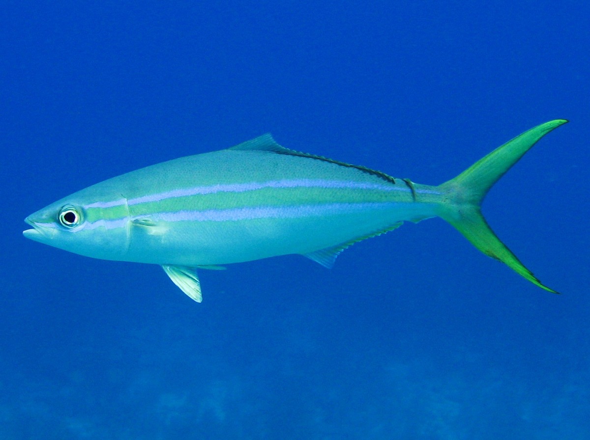 Rainbow Runner - Elagatis bipinnulata