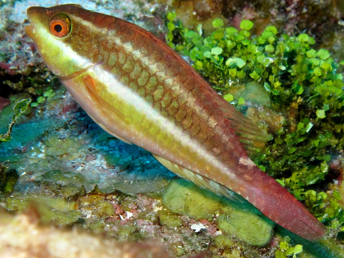 Redband Parrotfish - Sparisoma aurofrenatum