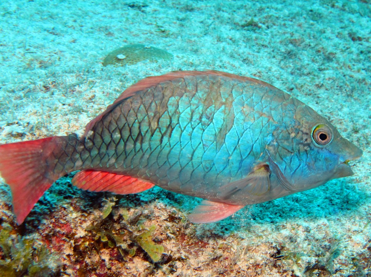 Redband Parrotfish - Sparisoma aurofrenatum