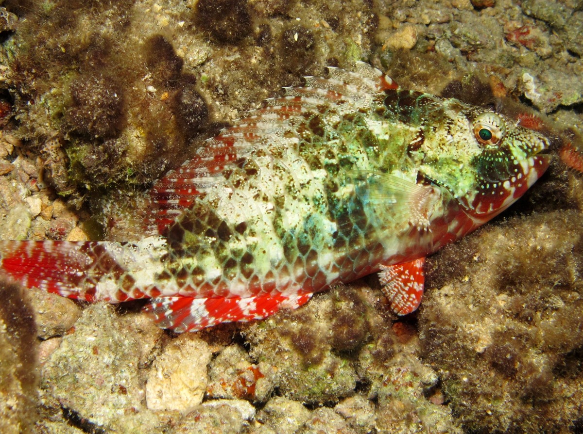 Redband Parrotfish - Sparisoma aurofrenatum