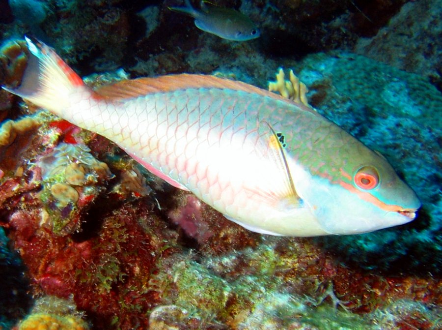 Redband Parrotfish - Sparisoma aurofrenatum
