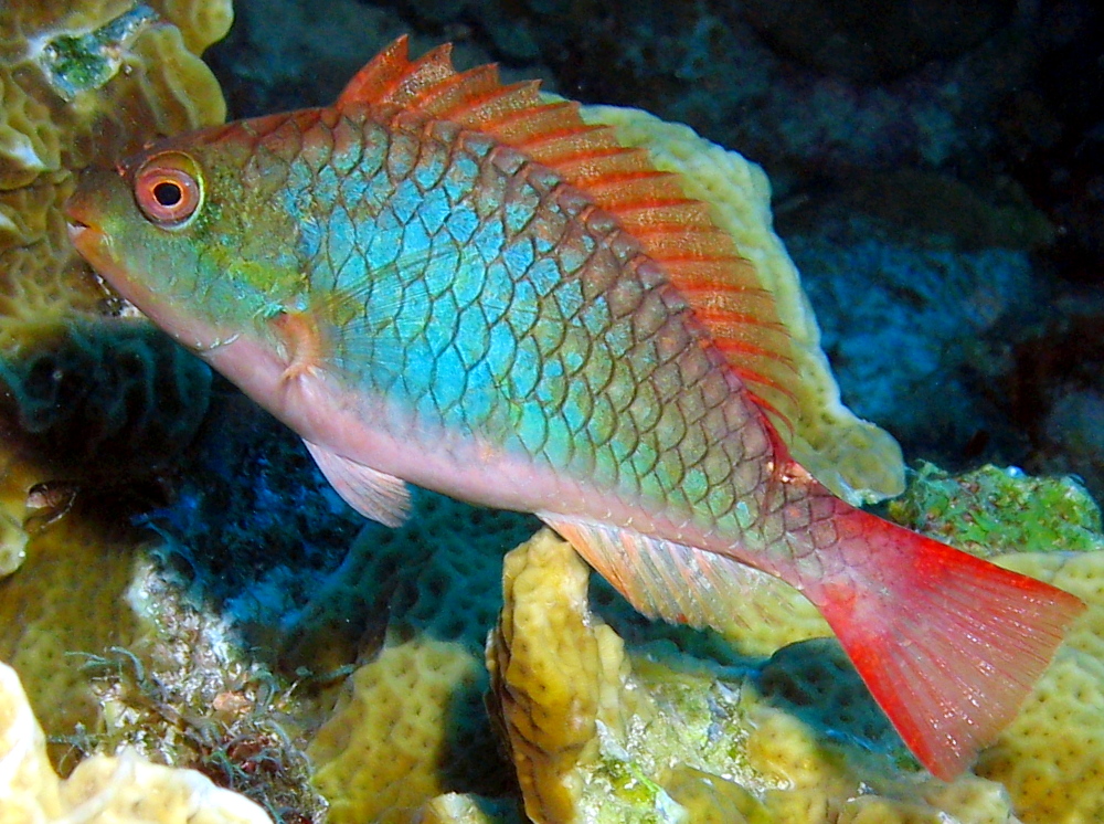 Redband Parrotfish - Sparisoma aurofrenatum