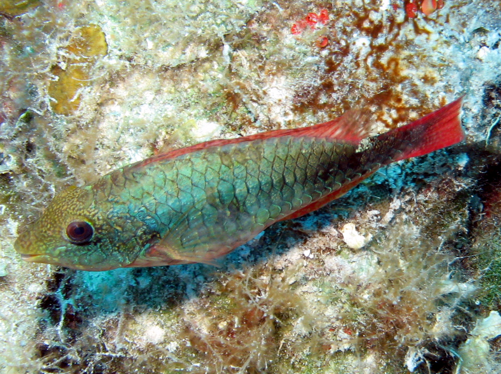 Redband Parrotfish - Sparisoma aurofrenatum