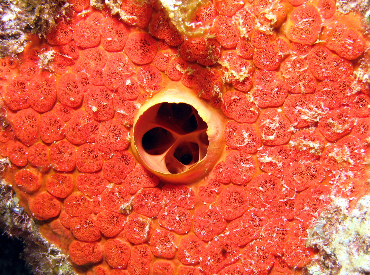 Red Boring Sponge - Cliona delitrix