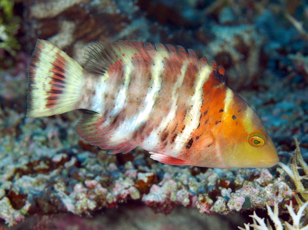 Redbreasted Wrasse - Cheilinus fasciatus