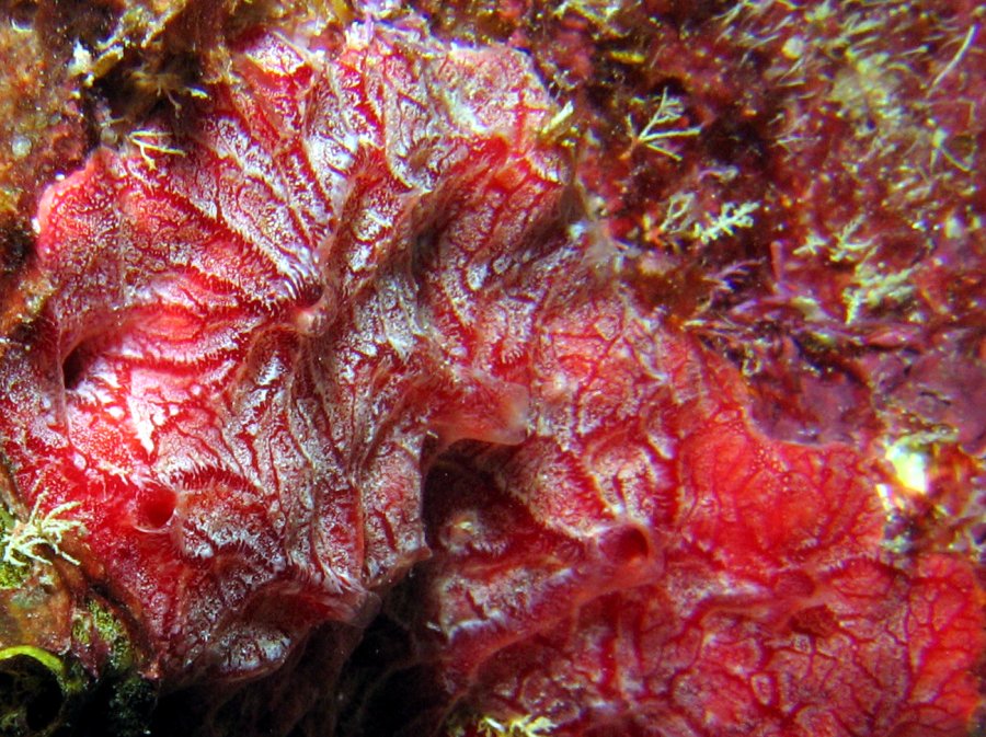 Red Encrusting Sponge - Monanchora barbadensis
