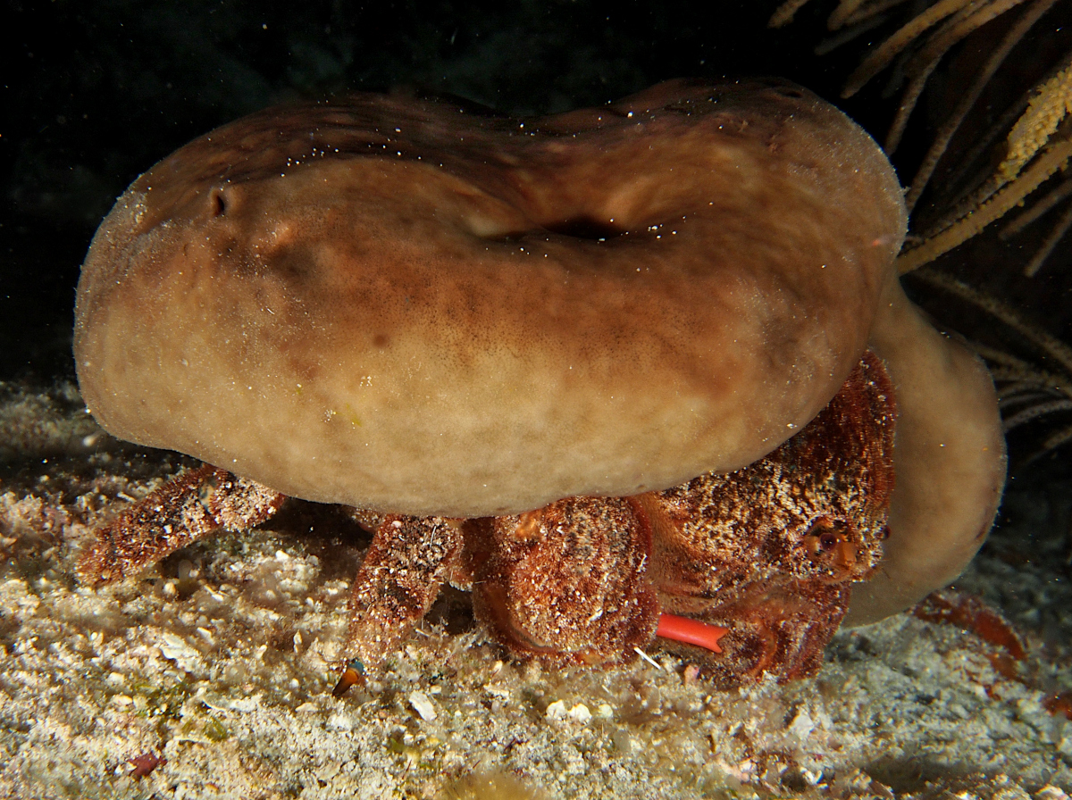 Redeye Sponge Crab - Dromia erythropus