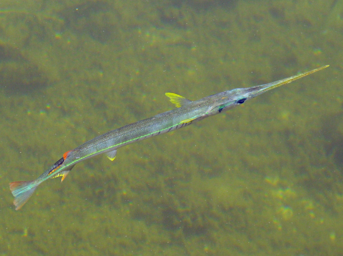 Redfin Needlefish - Strongylura notata