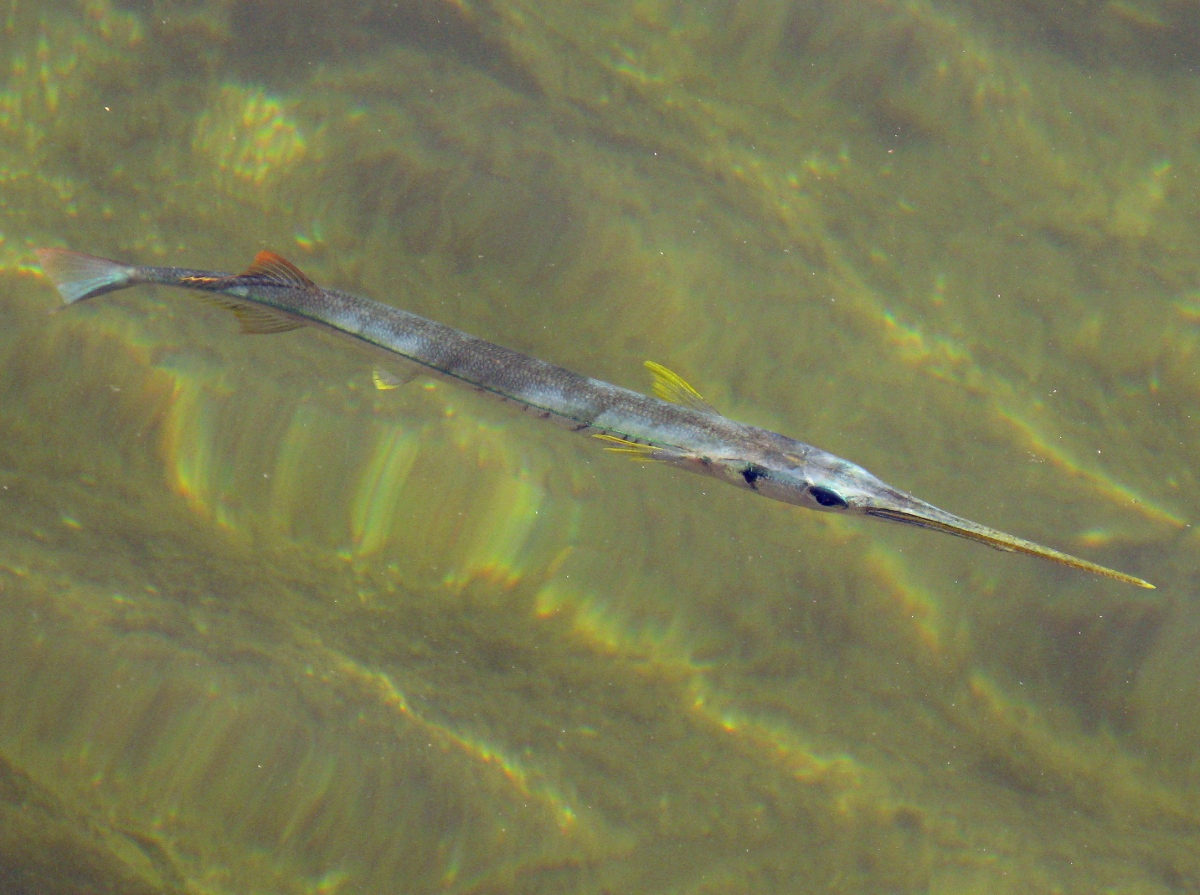 Redfin Needlefish - Strongylura notata