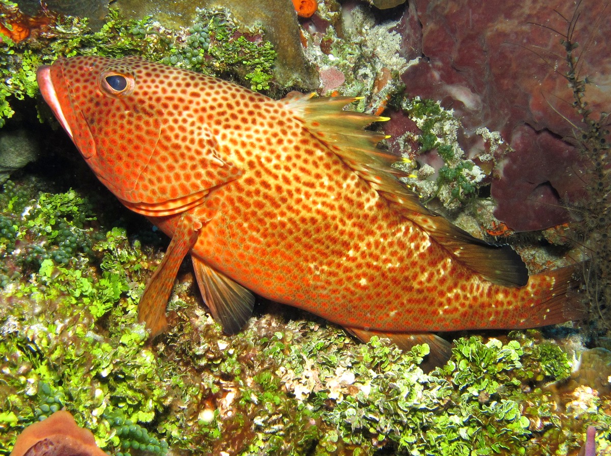Red Hind - Epinephelus guttatus