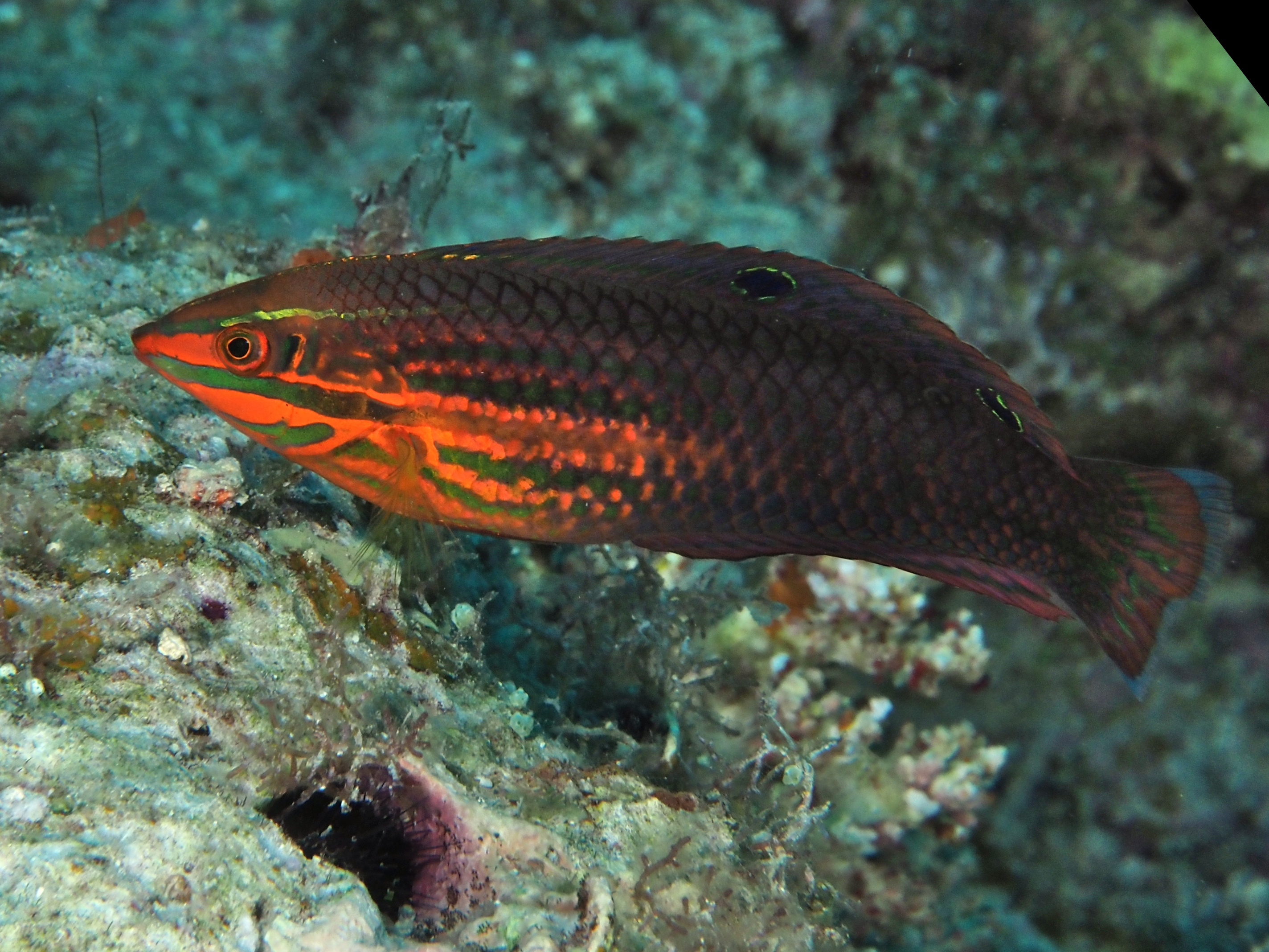 Red-Lined Wrasse - Halichoeres biocellatus