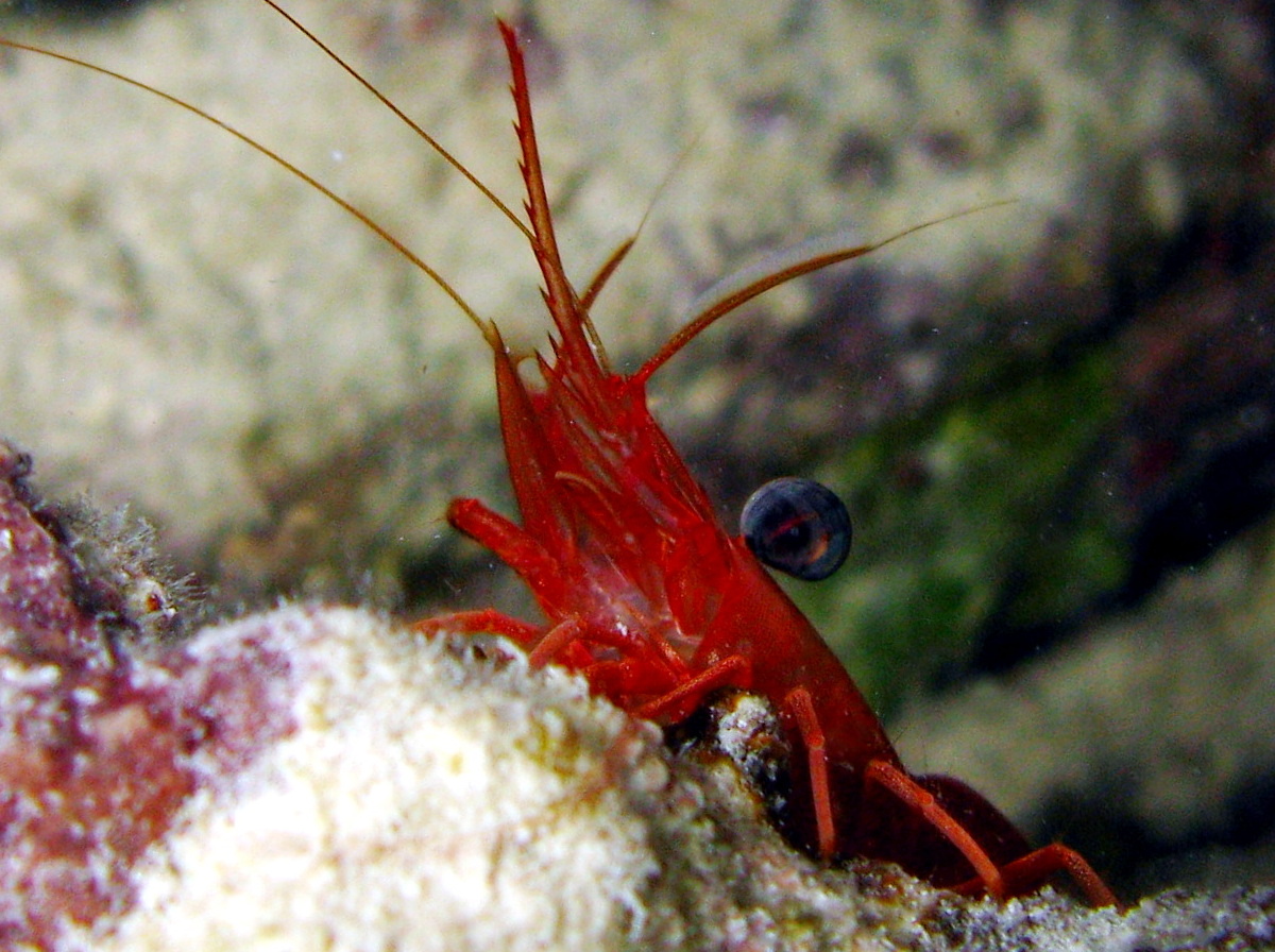 Red Night Shrimp - Cinetorhynchus manningi
