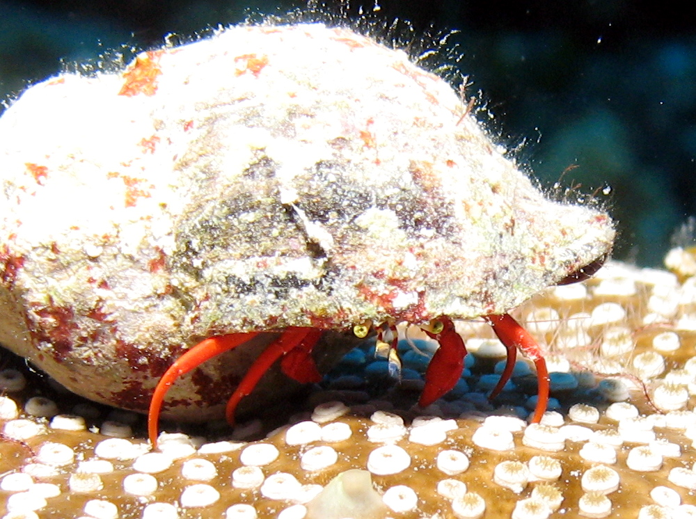 Red Reef Hermit Crab - Paguristes cadenati