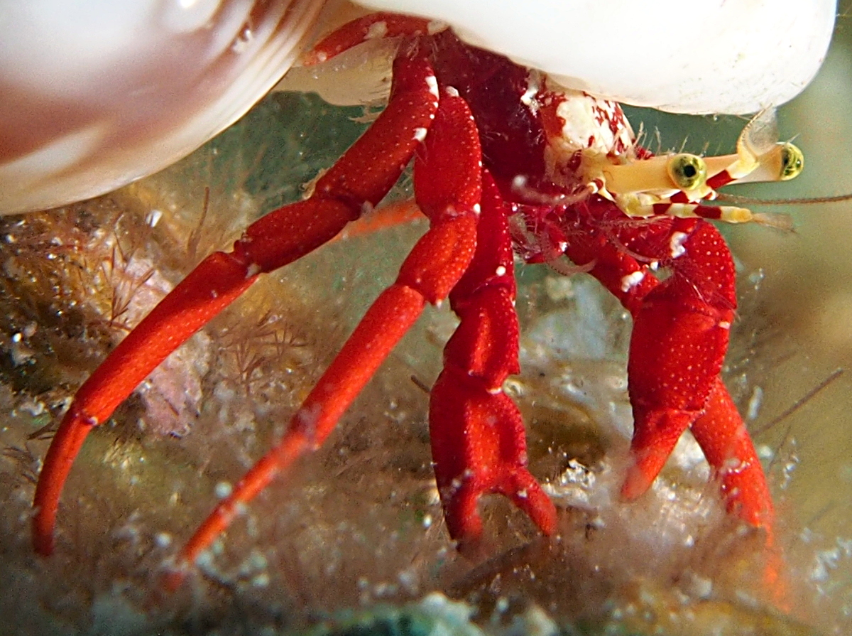 Red Reef Hermit Crab - Paguristes cadenati