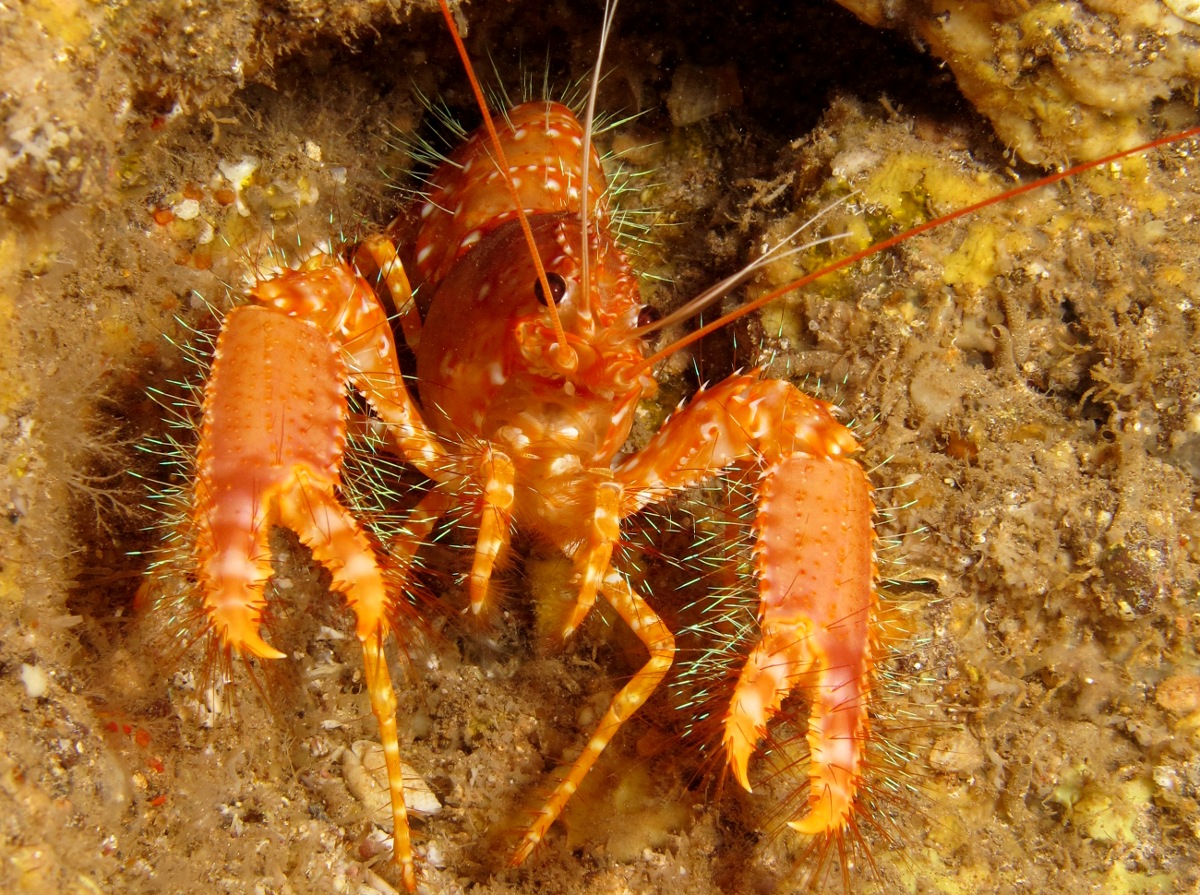 Red Reef Lobster - Enoplometopus occidentalis