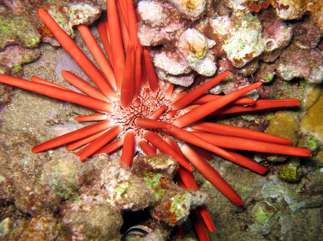 Red Slate Pencil Urchin - Heterocentrotus mammillatus
