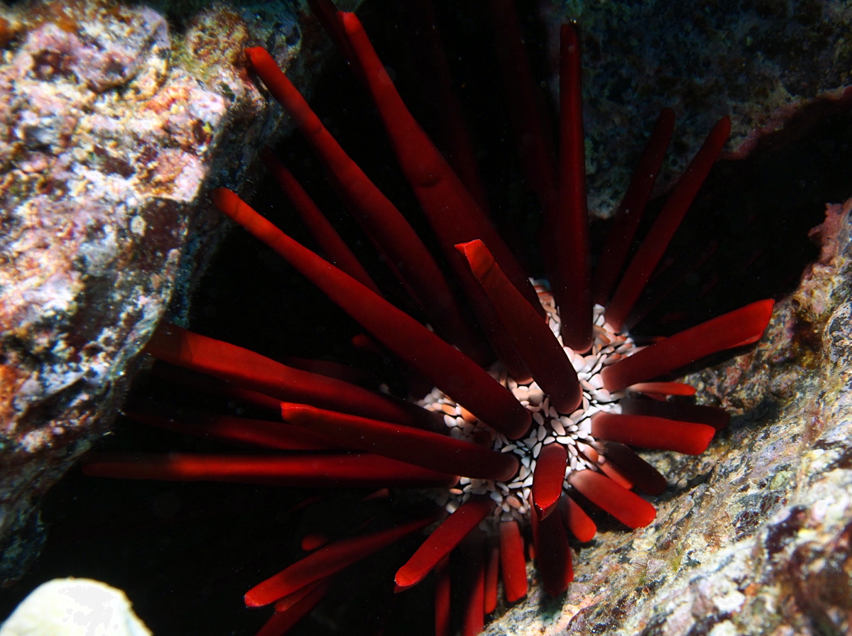 Red Slate Pencil Urchin - Heterocentrotus mammillatus