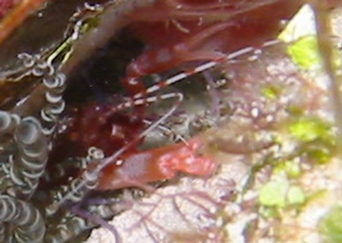 Red Snapping Shrimp - Alpheus armatus