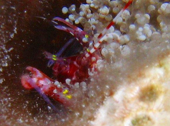 Red Snapping Shrimp - Alpheus armatus