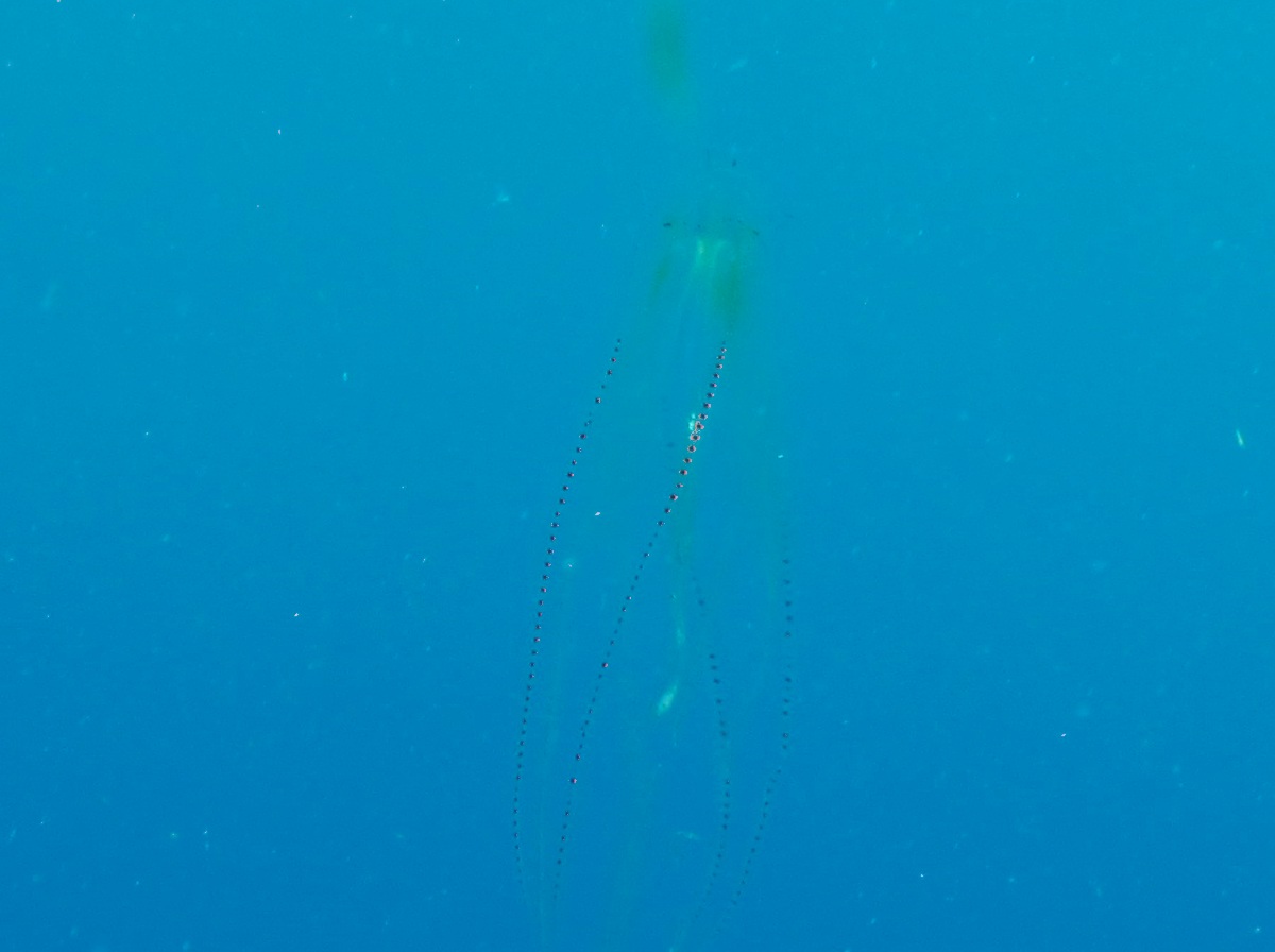Red-Spot Comb Jelly - Eurhamphaea vexilligera