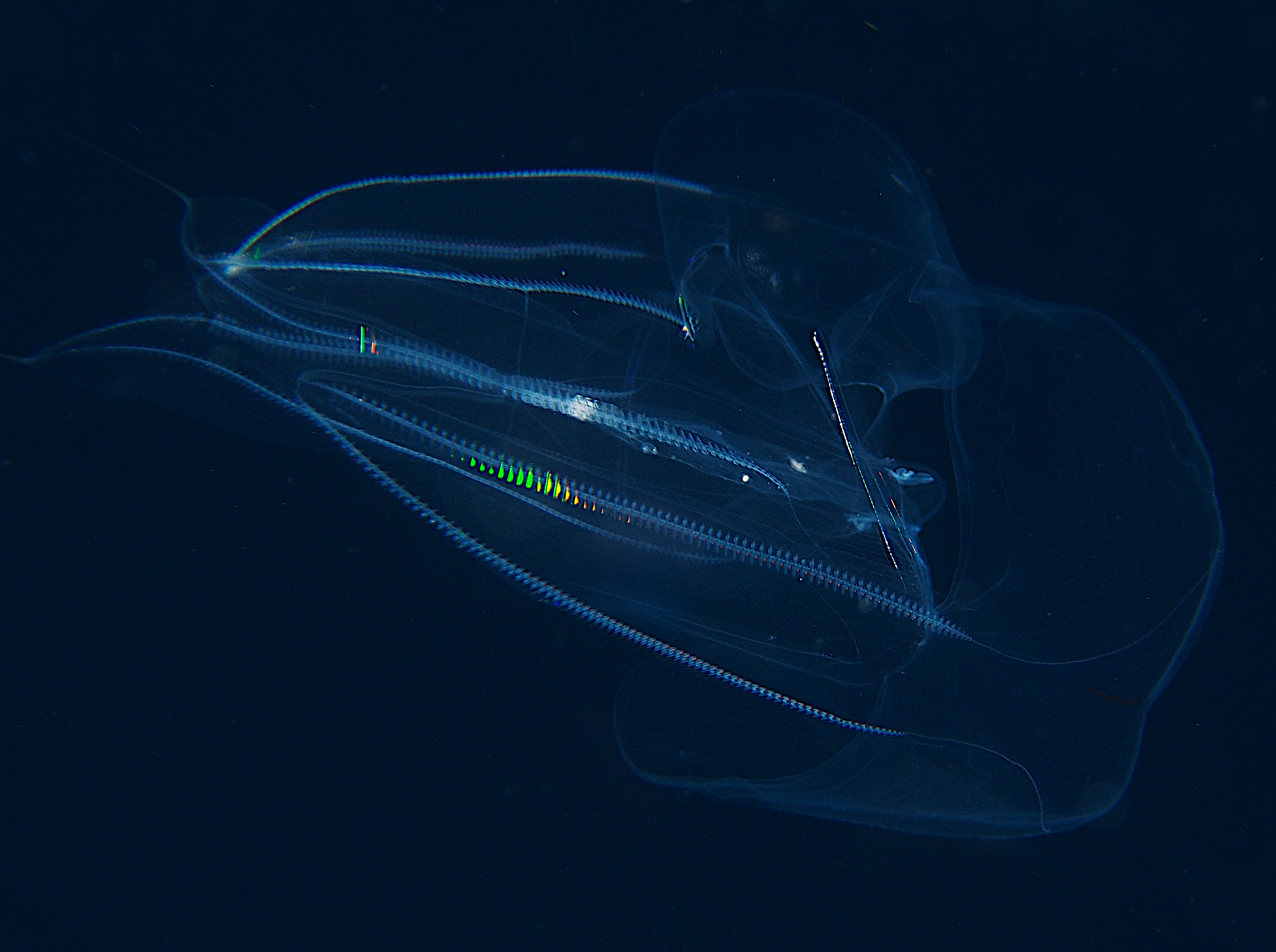 Red-Spot Comb Jelly - Eurhamphaea vexilligera